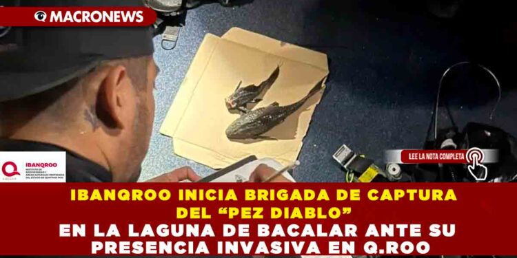 IBANQROO INICIA BRIGADA DE CAPTURA DEL “PEZ DIABLO” EN LA LAGUNA DE BACALAR ANTE SU PRESENCIA INVASIVA EN Q.ROO