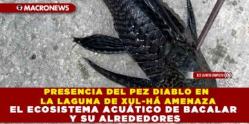 PRESENCIA DEL PEZ DIABLO EN LA LAGUNA DE XUL-HÁ AMENAZA EL ECOSISTEMA ACUÁTICO DE BACALAR Y SU ALREDEDORES