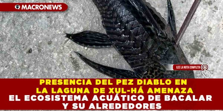 PRESENCIA DEL PEZ DIABLO EN LA LAGUNA DE XUL-HÁ AMENAZA EL ECOSISTEMA ACUÁTICO DE BACALAR Y SU ALREDEDORES