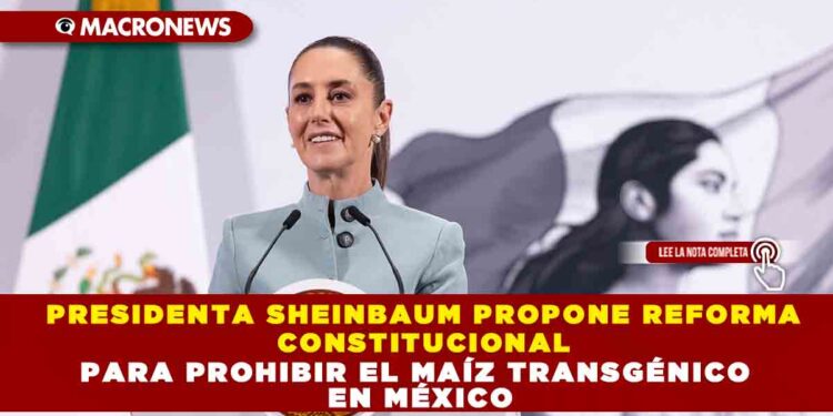 PRESIDENTA SHEINBAUM PROPONE REFORMA CONSTITUCIONAL PARA PROHIBIR EL MAÍZ TRANSGÉNICO EN MÉXICO