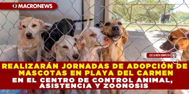 REALIZARÁN JORNADAS DE ADOPCIÓN DE MASCOTAS EN PLAYA DEL CARMEN EN EL CENTRO DE CONTROL ANIMAL, ASISTENCIA Y ZOONOSIS
