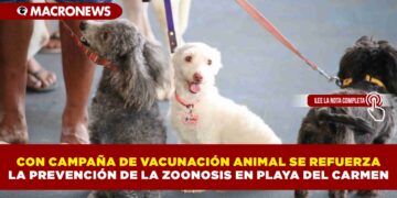 CON CAMPAÑA DE VACUNACIÓN ANIMAL SE REFUERZA LA PREVENCIÓN DE LA ZOONOSIS EN PLAYA DEL CARMEN
