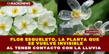 FLOR ESQUELETO, LA PLANTA QUE SE VUELVE INVISIBLE AL TENER CONTACTO CON LA LLUVIA