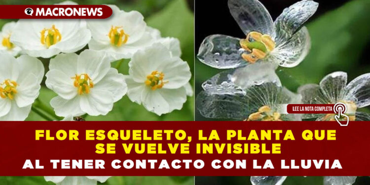 FLOR ESQUELETO, LA PLANTA QUE SE VUELVE INVISIBLE AL TENER CONTACTO CON LA LLUVIA