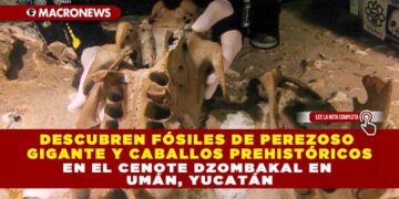 DESCUBREN FÓSILES DE PEREZOSO GIGANTE Y CABALLOS PREHISTÓRICOS EN EL CENOTE DZOMBAKAL EN UMÁN, YUCATÁN