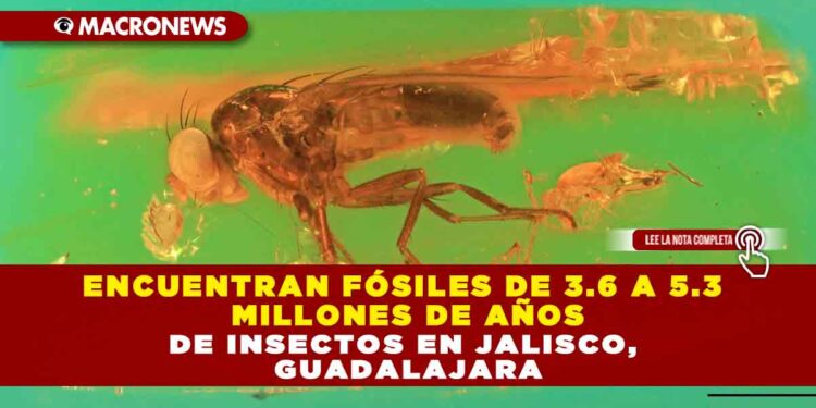 ENCUENTRAN FÓSILES DE 3.6 A 5.3 MILLONES DE AÑOS DE INSECTOS EN JALISCO, GUADALAJARA