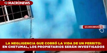 LA NEGLIGENCIA QUE COBRÓ LA VIDA DE UN PERRITO: EN CHETUMAL, LOS PROPIETARIOS SERÁN INVESTIGADOS