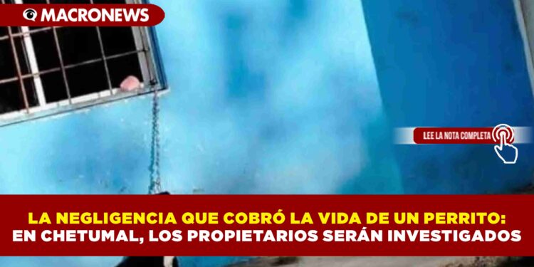 LA NEGLIGENCIA QUE COBRÓ LA VIDA DE UN PERRITO: EN CHETUMAL, LOS PROPIETARIOS SERÁN INVESTIGADOS