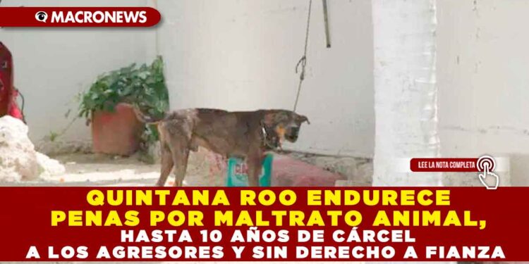 QUINTANA ROO ENDURECE PENAS POR MALTRATO ANIMAL, HASTA 10 AÑOS DE CÁRCEL A LOS AGRESORES Y SIN DERECHO A FIANZA