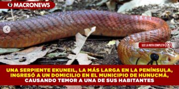 UNA SERPIENTE EKUNEIL, LA MÁS LARGA DE LA PENÍNSULA, INGRESÓ A UN DOMICILIO EN EL MUNICIPIO DE HUNUCMÁ, CAUSANDO TEMOR A UNA DE SUS HABITANTES