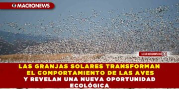 LAS GRANJAS SOLARES TRANSFORMAN EL COMPORTAMIENTO DE LAS AVES Y REVELAN UNA NUEVA OPORTUNIDAD ECOLÓGICA