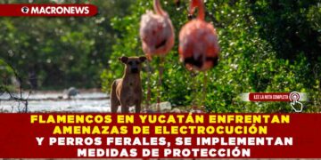 FLAMENCOS EN YUCATÁN ENFRENTAN AMENAZAS DE ELECTROCUCIÓN Y PERROS FERALES, SE IMPLEMENTAN MEDIDAS DE PROTECCIÓN