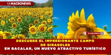 DESCUBRE EL IMPRESIONANTE CAMPO DE GIRASOLES EN BACALAR, UN NUEVO ATRACTIVO TURÍSTICO