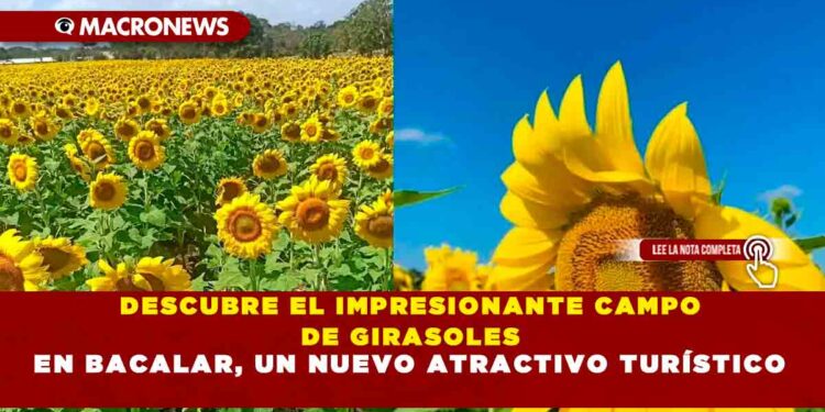 DESCUBRE EL IMPRESIONANTE CAMPO DE GIRASOLES EN BACALAR, UN NUEVO ATRACTIVO TURÍSTICO