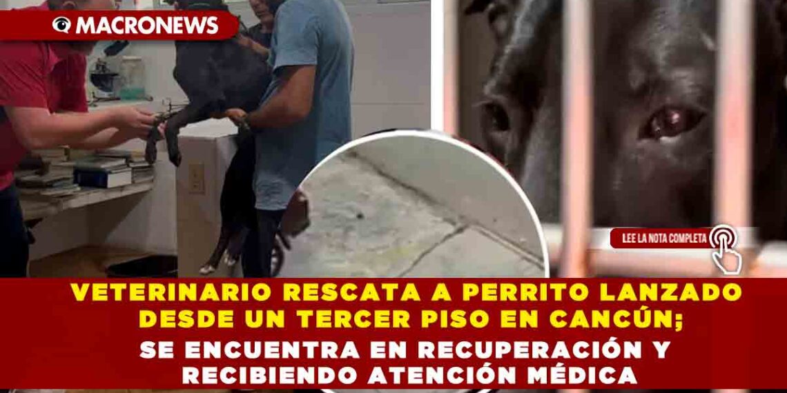 VETERINARIO RESCATA A PERRITO LANZADO DESDE UN TERCER PISO EN CANCÚN; SE ENCUENTRA EN RECUPERACIÓN Y RECIBIENDO ATENCIÓN MÉDICA