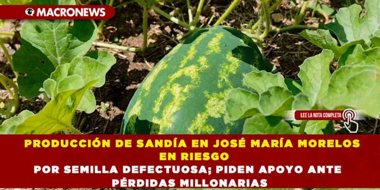 PRODUCCIÓN DE SANDÍA EN JOSÉ MARÍA MORELOS EN RIESGO POR SEMILLA DEFECTUOSA; PIDEN APOYO ANTE PÉRDIDAS MILLONARIAS