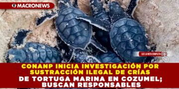 CONANP INICIA INVESTIGACIÓN POR SUSTRACCIÓN ILEGAL DE CRÍAS DE TORTUGA MARINA EN COZUMEL; BUSCAN RESPONSABLES