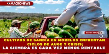 CULTIVOS DE SANDÍA EN MORELOS ENFRENTAN CICLOS DE AUGE Y CRISIS; LA SIEMBRA ES CADA VEZ MENOS RENTABLE