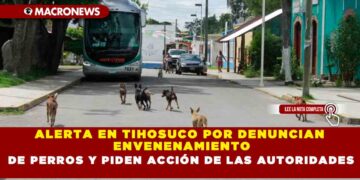ALERTA EN TIHOSUCO POR DENUNCIAN ENVENENAMIENTO DE PERROS Y PIDEN ACCIÓN DE LAS AUTORIDADES