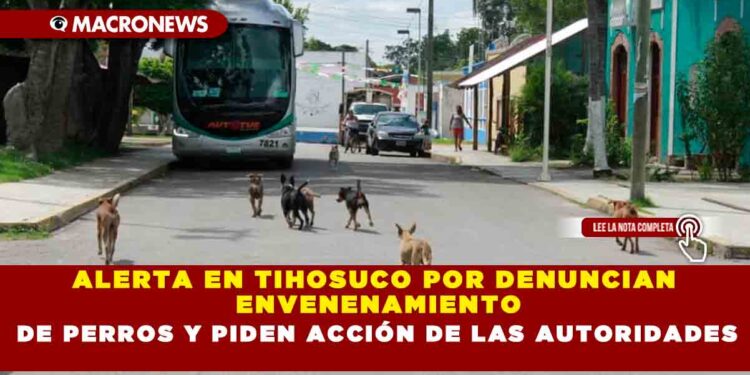 ALERTA EN TIHOSUCO POR DENUNCIAN ENVENENAMIENTO DE PERROS Y PIDEN ACCIÓN DE LAS AUTORIDADES