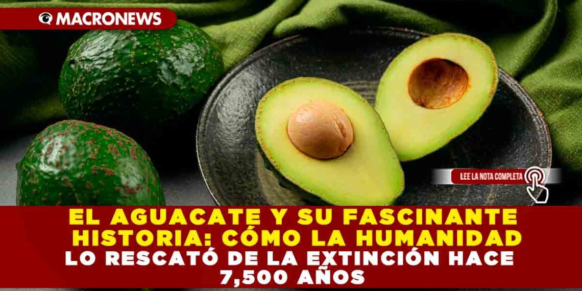 EL AGUACATE Y SU FASCINANTE HISTORIA: CÓMO LA HUMANIDAD LO RESCATÓ DE LA EXTINCIÓN HACE 7,500 AÑOS