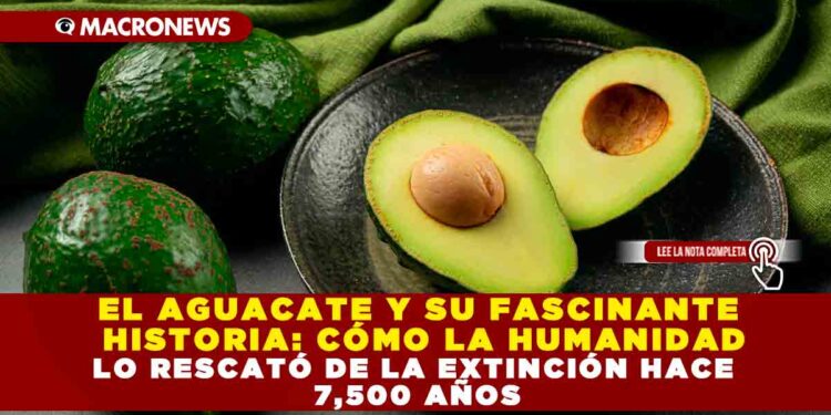 EL AGUACATE Y SU FASCINANTE HISTORIA: CÓMO LA HUMANIDAD LO RESCATÓ DE LA EXTINCIÓN HACE 7,500 AÑOS