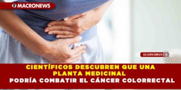CIENTÍFICOS DESCUBREN QUE UNA PLANTA MEDICINAL PODRÍA COMBATIR EL CÁNCER COLORRECTAL
