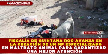 FISCALÍA DE QUINTANA ROO AVANZA EN LA CREACIÓN DE UN MP ESPECIALIZADO EN MALTRATO ANIMAL PARA GARANTIZAR UNA MEJOR ATENCIÓN