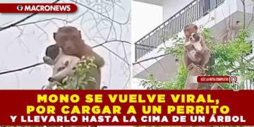 MONO SE VUELVE VIRAL, POR CARGAR A UN PERRITO Y LLEVARLO HASTA LA CIMA DE UN ÁRBOL