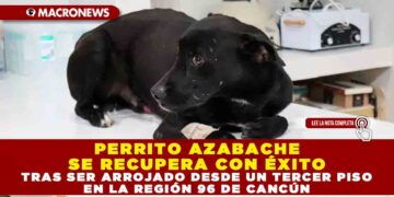 PERRITO AZABACHE SE RECUPERA CON ÉXITO TRAS SER ARROJADO DESDE UN TERCER PISO EN LA REGIÓN 96 DE CANCÚN
