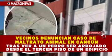 VECINOS DENUNCIAN CASO DE MALTRATO ANIMAL EN CANCÚN TRAS VER A UN PERRO SER ARROJADO DESDE EL TERCER PISO DE UN EDIFICIO