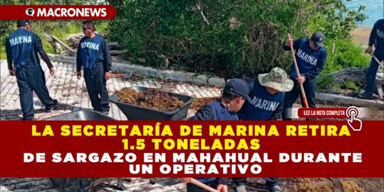LA SECRETARÍA DE MARINA RETIRA 1.5 TONELADAS DE SARGAZO EN MAHAHUAL DURANTE UN OPERATIVO