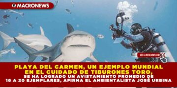 PLAYA DEL CARMEN, UN EJEMPLO MUNDIAL EN EL CUIDADO DE TIBURONES TORO, SE HA LOGRADO UN AVISTAMIENTO PROMEDIO DE 16 A 20 EJEMPLARES, AFIRMA EL AMBIENTALISTA JOSÉ URBINA