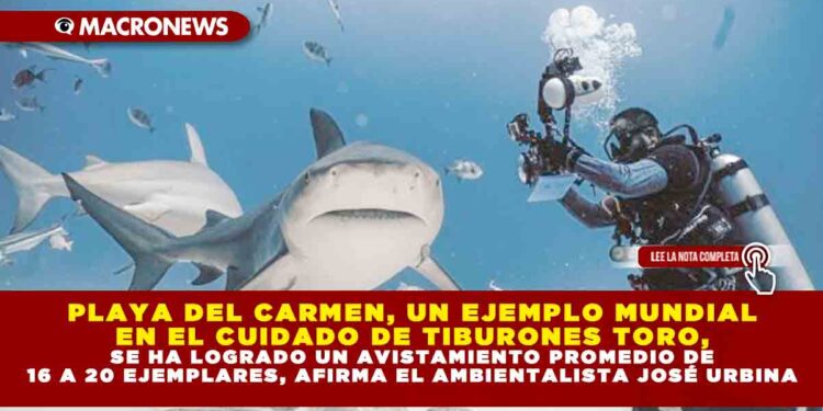 PLAYA DEL CARMEN, UN EJEMPLO MUNDIAL EN EL CUIDADO DE TIBURONES TORO, SE HA LOGRADO UN AVISTAMIENTO PROMEDIO DE 16 A 20 EJEMPLARES, AFIRMA EL AMBIENTALISTA JOSÉ URBINA