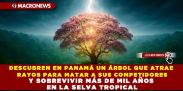 DESCUBREN EN PANAMÁ UN ÁRBOL QUE ATRAE RAYOS PARA MATAR A SUS COMPETIDORES Y SOBREVIVIR MÁS DE MIL AÑOS EN LA SELVA TROPICAL