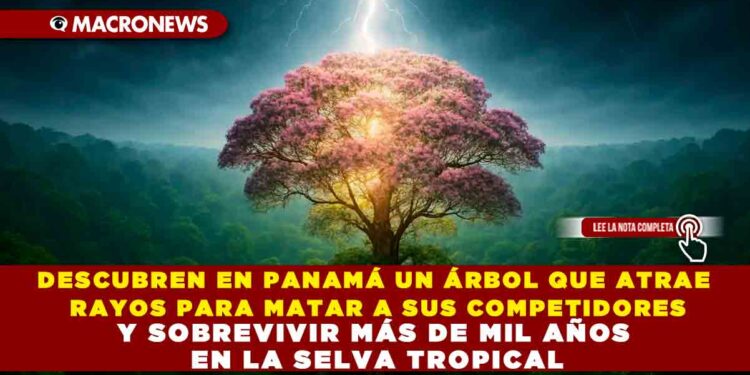 DESCUBREN EN PANAMÁ UN ÁRBOL QUE ATRAE RAYOS PARA MATAR A SUS COMPETIDORES Y SOBREVIVIR MÁS DE MIL AÑOS EN LA SELVA TROPICAL