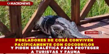 POBLADORES DE COBÁ CONVIVEN PACÍFICAMENTE CON COCODRILOS Y PIDEN SEÑALÉTICA PARA PROTEGER A TURISTAS Y FAUNA