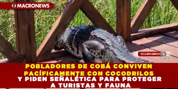 POBLADORES DE COBÁ CONVIVEN PACÍFICAMENTE CON COCODRILOS Y PIDEN SEÑALÉTICA PARA PROTEGER A TURISTAS Y FAUNA