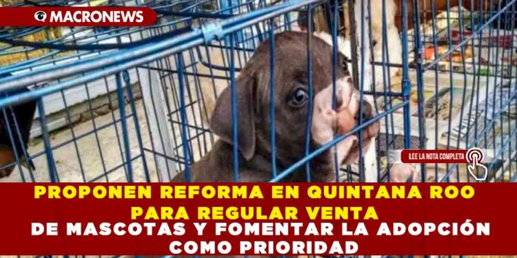 PROPONEN REFORMA EN QUINTANA ROO PARA REGULAR VENTA DE MASCOTAS Y FOMENTAR LA ADOPCIÓN COMO PRIORIDAD