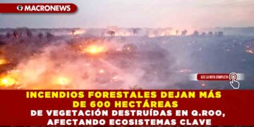 INCENDIOS FORESTALES DEJAN MÁS DE 600 HECTÁREAS DE VEGETACIÓN DESTRUÍDAS EN Q.ROO, AFECTANDO ECOSISTEMAS CLAVE