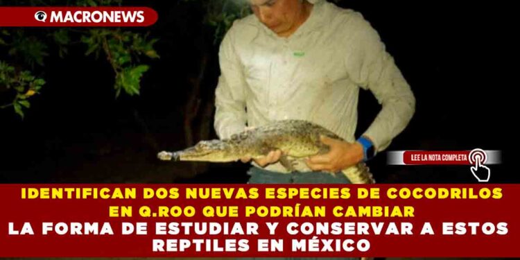 IDENTIFICAN DOS NUEVAS ESPECIES DE COCODRILOS EN Q.ROO QUE PODRÍAN CAMBIAR LA FORMA DE ESTUDIAR Y CONSERVAR A ESTOS REPTILES EN MÉXICO