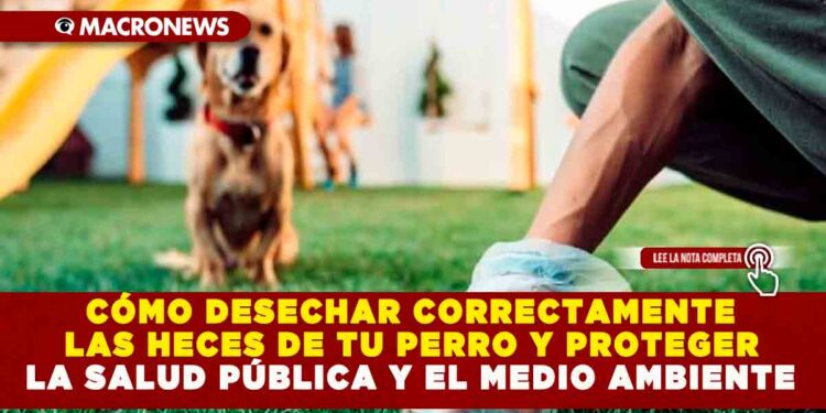CÓMO DESECHAR CORRECTAMENTE LAS HECES DE TU PERRO Y PROTEGER LA SALUD PÚBLICA Y EL MEDIO AMBIENTE