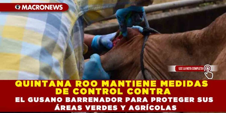 QUINTANA ROO MANTIENE MEDIDAS DE CONTROL CONTRA EL GUSANO BARRENADOR PARA PROTEGER SUS ÁREAS VERDES Y AGRÍCOLAS