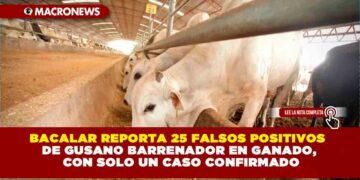 BACALAR REPORTA 25 FALSOS POSITIVOS DE GUSANO BARRENADOR EN GANADO, CON SOLO UN CASO CONFIRMADO