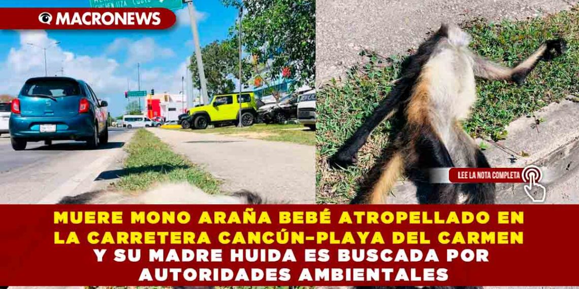 MUERE MONO ARAÑA BEBÉ ATROPELLADO EN LA CARRETERA CANCÚN–PLAYA DEL CARMEN Y SU MADRE HUIDA ES BUSCADA POR AUTORIDADES AMBIENTALES