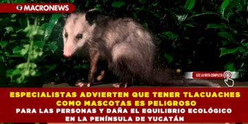 ESPECIALISTAS ADVIERTEN QUE TENER TLACUACHES COMO MASCOTAS ES PELIGROSO PARA LAS PERSONAS Y DAÑA EL EQUILIBRIO ECOLÓGICO EN LA PENÍNSULA DE YUCATÁN