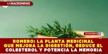 ROMERO: LA PLANTA MEDICINAL QUE MEJORA LA DIGESTIÓN, REDUCE EL COLESTEROL Y POTENCIA LA MEMORIA