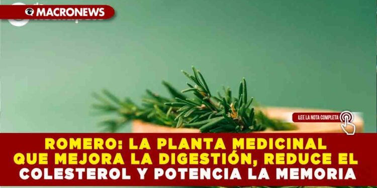 ROMERO: LA PLANTA MEDICINAL QUE MEJORA LA DIGESTIÓN, REDUCE EL COLESTEROL Y POTENCIA LA MEMORIA