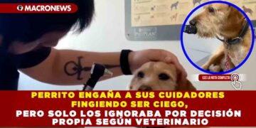 PERRITO ENGAÑA A SUS CUIDADORES FINGIENDO SER CIEGO, PERO SOLO LOS IGNORABA POR DECISIÓN PROPIA SEGÚN VETERINARIO