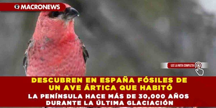 DESCUBREN EN ESPAÑA FÓSILES DE UN AVE ÁRTICA QUE HABITÓ LA PENÍNSULA HACE MÁS DE 30,000 AÑOS DURANTE LA ÚLTIMA GLACIACIÓN